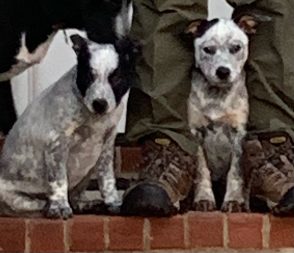 Ash and Skye Gordon –&nbsp;Warhounds